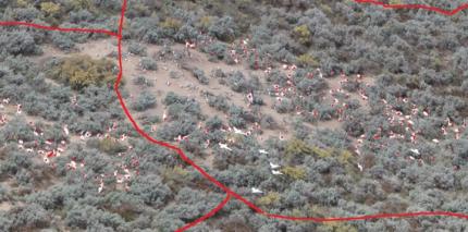 Screenshot of pelican colony counting process.