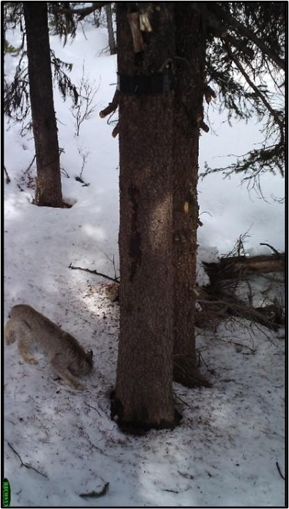 Lynx detected during the Washington Wolverine Survey