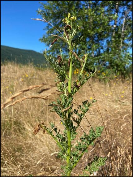 Cinnabar moth caterpillars actively and aggressively foraging on a tansy ragwort plant.