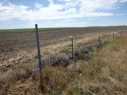 Fox light along Hanford border.