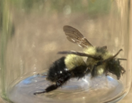 Bumble bee found near Walla Walla