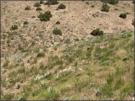 Scotch thistle infestation on the Chiliwist Unit