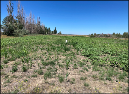 Aspen, water birch, choke cherry and hawthorne planted in the project area by the Tonasket and Oroville 5th graders