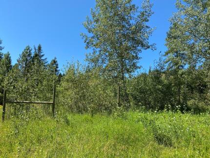 TeePee Creek aspen exclosure.