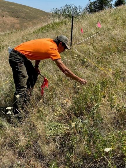 A person surveying a plot for Spalding catchfly silene