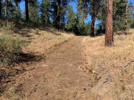 A trail after it was cleaned