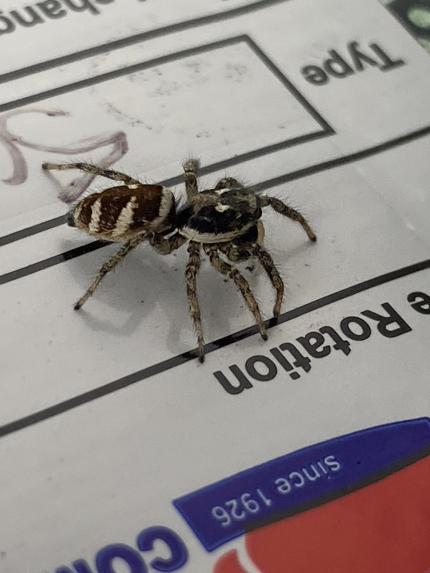 A zebra jumping spider