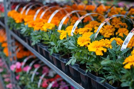 rows of flowers at a nursery