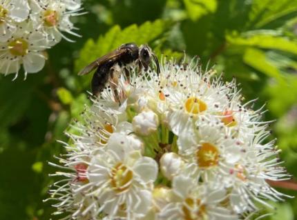 Andrena sp. pollinating Pacific ninebark