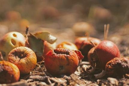 rotting apples on the ground