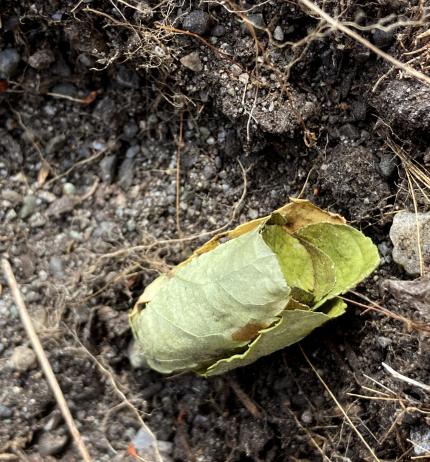 Leafcutter bee pupal cell