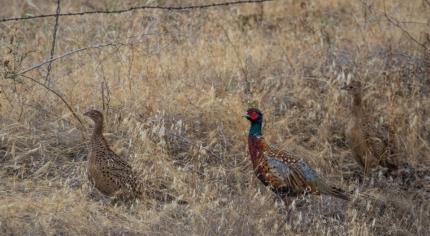 Ring-necked pheasants