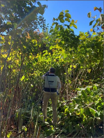 Specialist Heimer bravely tackling a forest of knotweed.