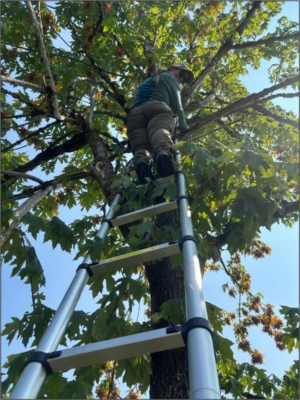 Volunteer Cheney changing the batteries and SD card in a  District 11 wolf monitoring trail camera.