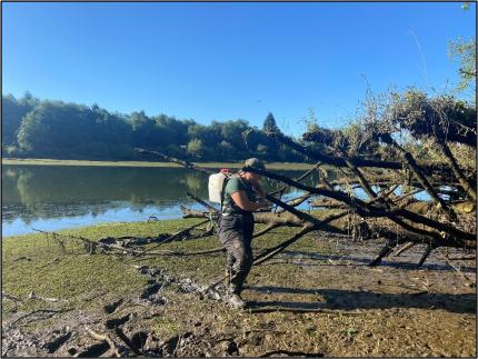 Technician Crane looking for purple loosestrife