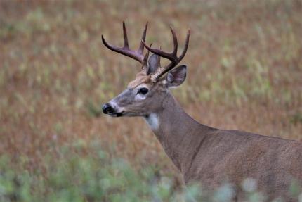 White-tailed deer buck