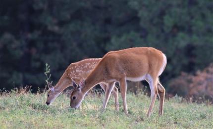 White-tailed deer doe and fawn