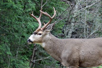 Black-tailed deer