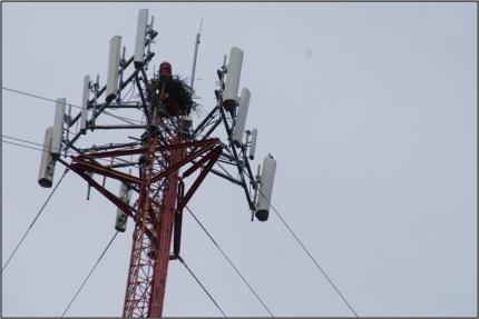 Osprey nest on a cell tower