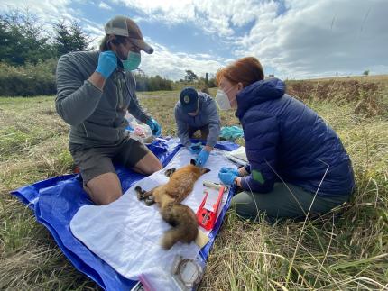 A team processing a yearling fox