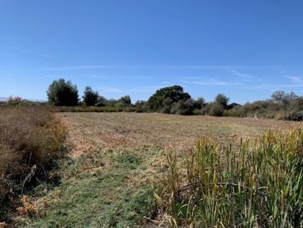 A field after mowing