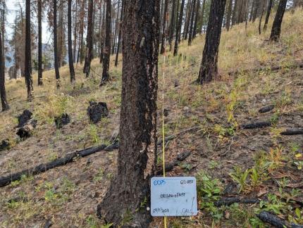 Post fire surveys on Cougar Canyon