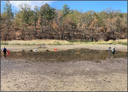 A team removing fish during extreme low water