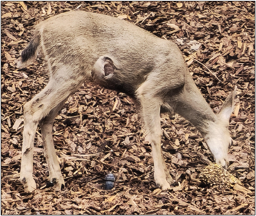 A deer with injury