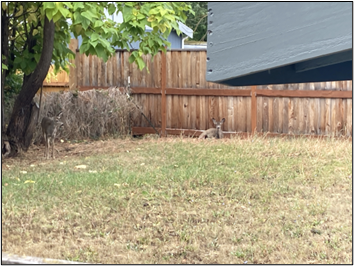 Injured deer fawn laying against a fence