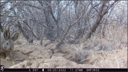 Pygmy rabbit caught on game cam