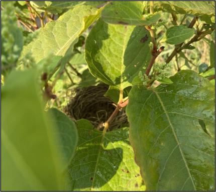 A small abandoned bird nest