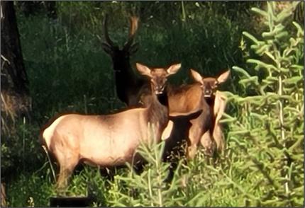 Rocky Mountain Elk