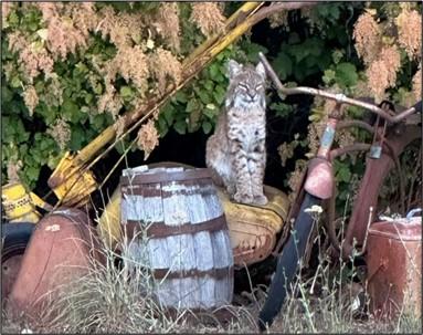 A bobcat in a yard