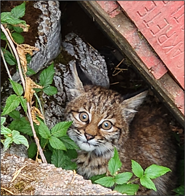 A bobcat kitten