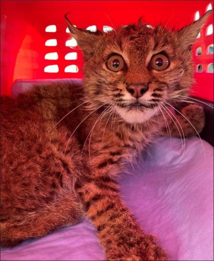 A bobcat kitten