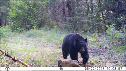 A black bear