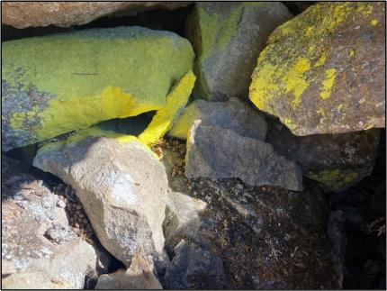 Pika pellets found near rocks