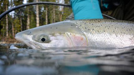 Coastal steelhead