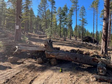 A dirt road that has been covered with logging slash to prevent illegal vehicle use. 