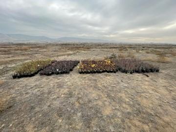 Two thousand shrubs awaiting planting in the Byron Unit.