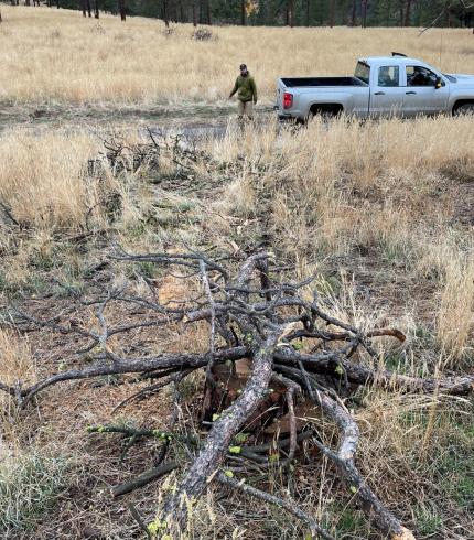 Dead ponderosa pine trees and branches on the ground at Robinson Canyon. 