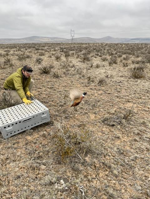 Completed the last pheasant releases of the year on the Quilomene Unit 