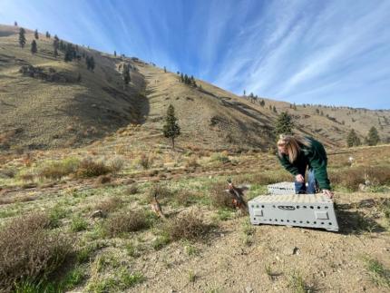 Customer Service Specialist Mason releasing pheasants in Swakane Wildlife Area.