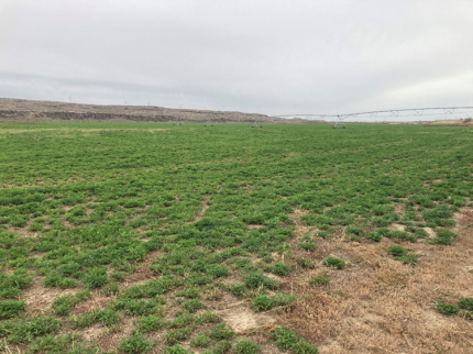 A hayfield that has deer damage and tracks. 