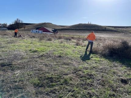 Heimgartner mowing the kochia skeletons while Neilsen piles the cut plants.