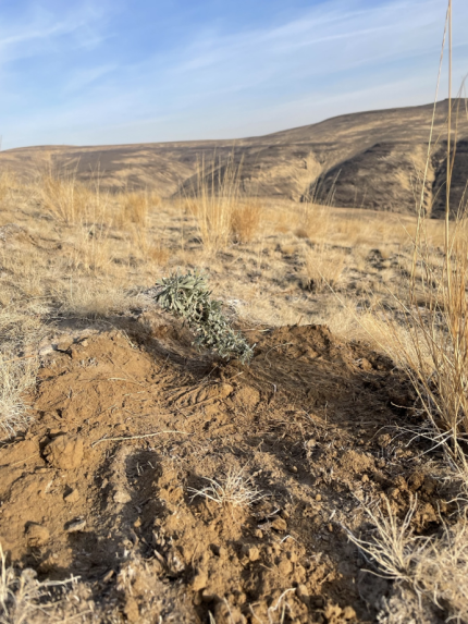 Freshly planted sagebrush plug.