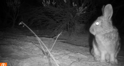 Cottontail Rabbit in the dark