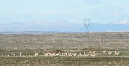 2023 Deer Surveys – Douglas County.