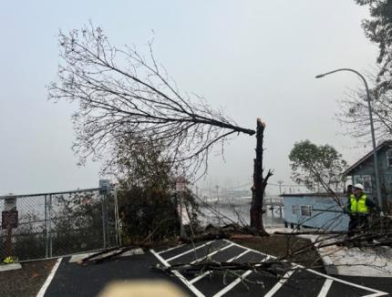 Dead tree removal at Boston Harbor ramp.