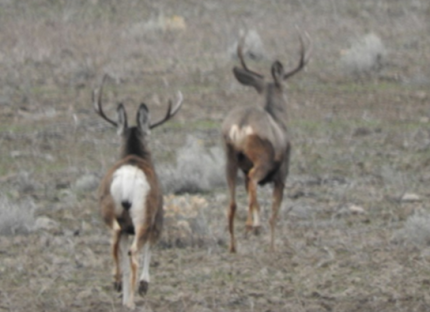 Deer facing away from the camera